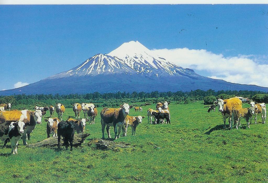 Wheatly Downs Farmstay And Backpackers Hawera Esterno foto
